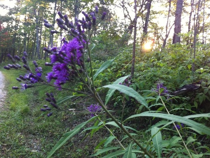 Auxier Ridge, a year after the fire